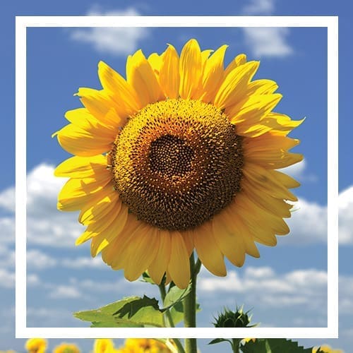 sunflower with white border