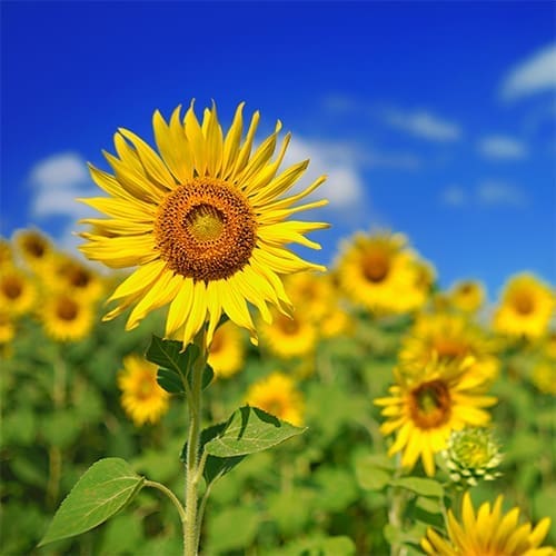 sunflowers against blue sky